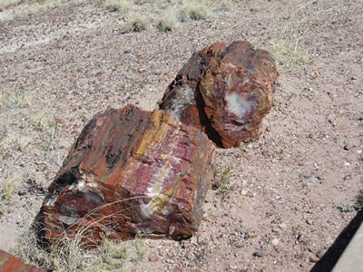 petrified wood